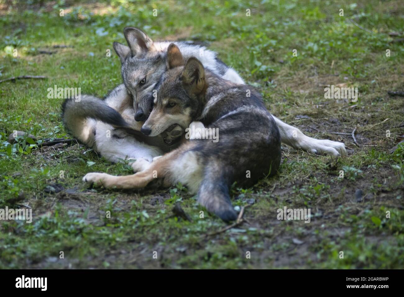 Deux jeunes loups luttent et jouent sur l'herbe verte Banque D'Images