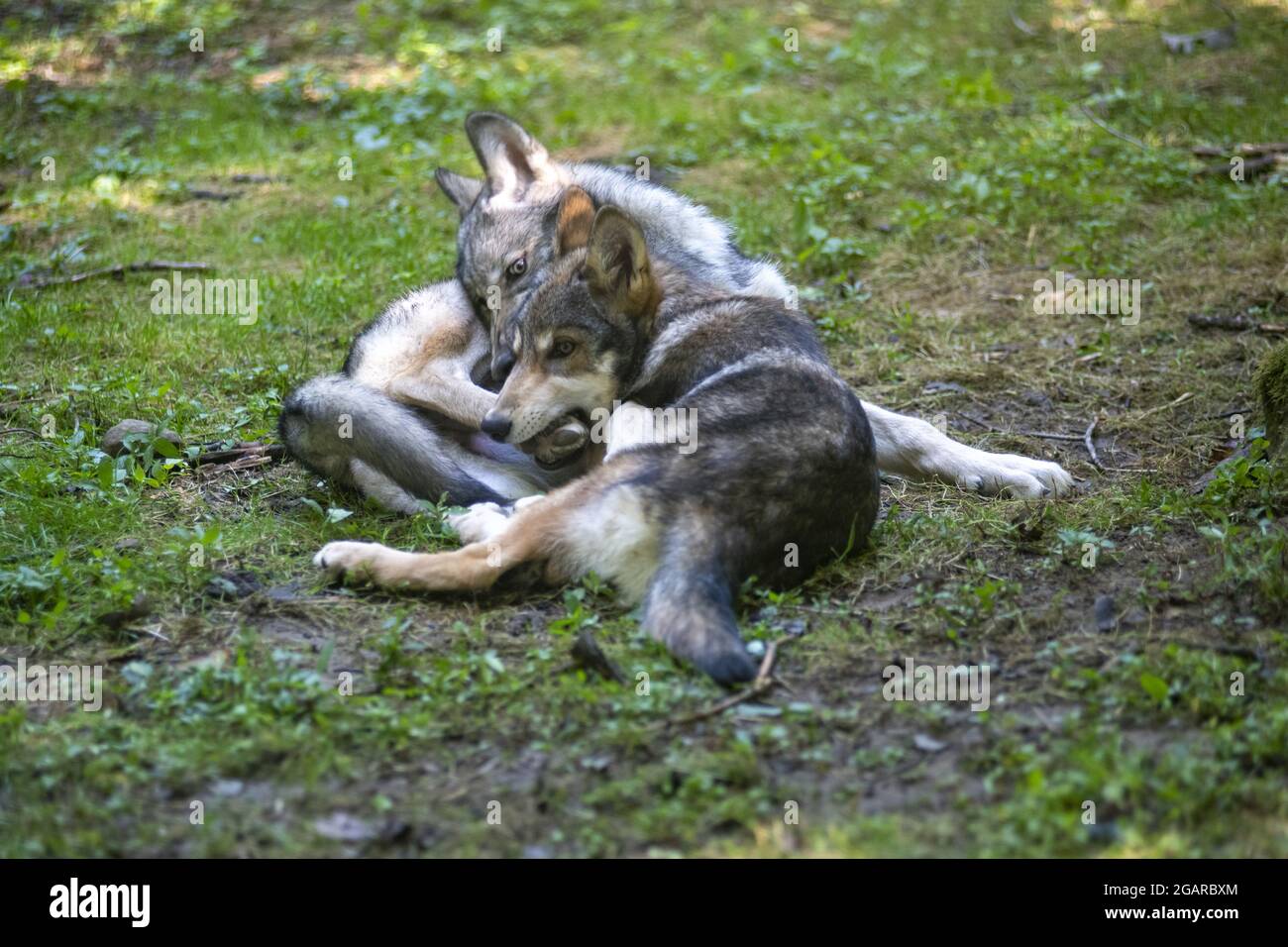Deux jeunes loups luttent et jouent sur l'herbe verte Banque D'Images