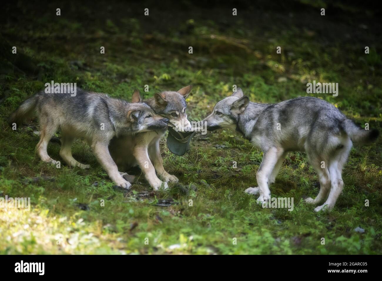 Trois jeunes loups luttent et jouent sur l'herbe verte Banque D'Images