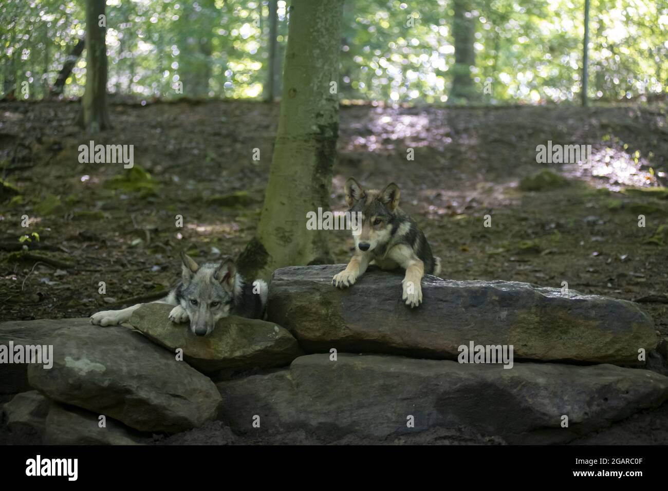 Deux jeunes loups reposant sur une roche Banque D'Images