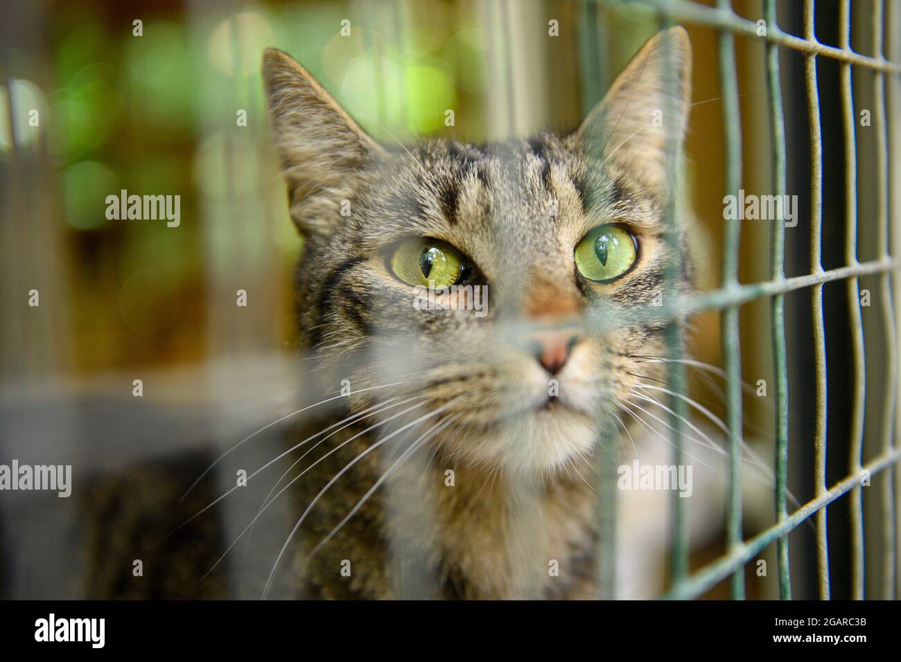 Halberstadt Allemagne 29 Juillet 21 Cat Richy Regarde A Travers Les Barres De La Maison De Chat De La Halberstadt Perdu Et Trouve Ici De Nombreux Animaux Attendent Une Nouvelle Maison Selon