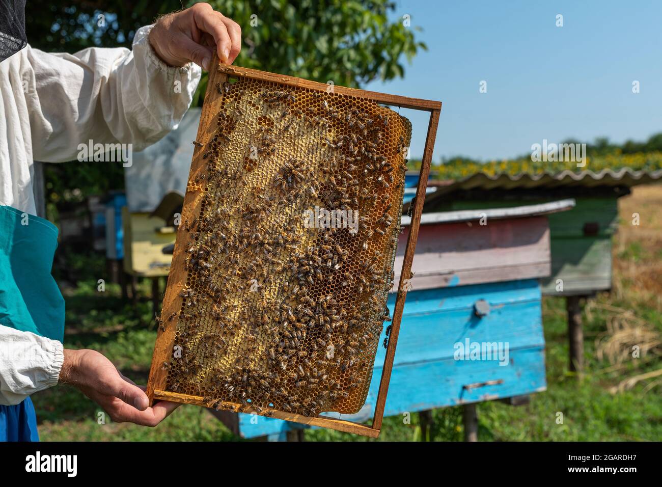 Cadre avec des alvéoles dans les mains d'un gardien de vue de près. L' apiculteur tient des cellules de miel avec des abeilles. Concept d' apiculture. Gardien de but au travail. Ça ne vous