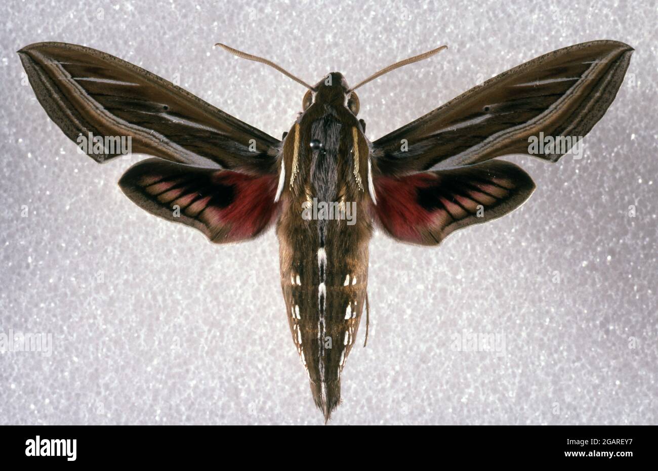 EXEMPLAIRE D'UN SPHINX DU RAISIN (HIPPOTION CELERIO) SUR FOND BLANC ÉGALEMENT CONNU COMME SPHINX À BANDES ARGENTÉES OU SPHINX DU TARO. AUSTRALIE. Banque D'Images