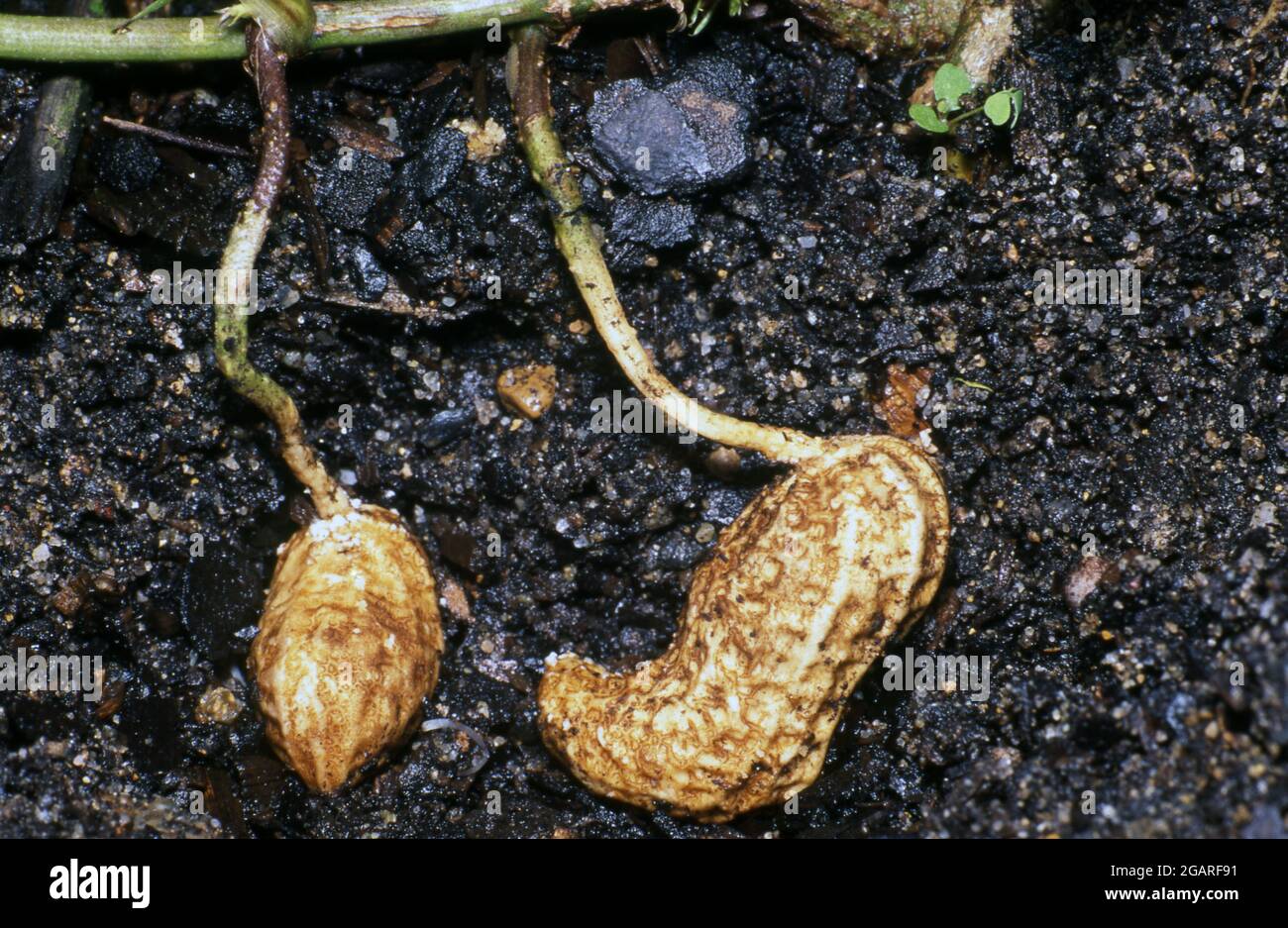 GROS PLAN DES GOUSSES D'ARACHIDES DE VIRGINIE (ARACHIS HYPOGAEA) POUSSANT DANS LE SOL. FABACEAE. AUSSI CONNU SOUS LE NOM DE NOIX DE SINGE, ARACHIDES OU GOOBERS. Banque D'Images