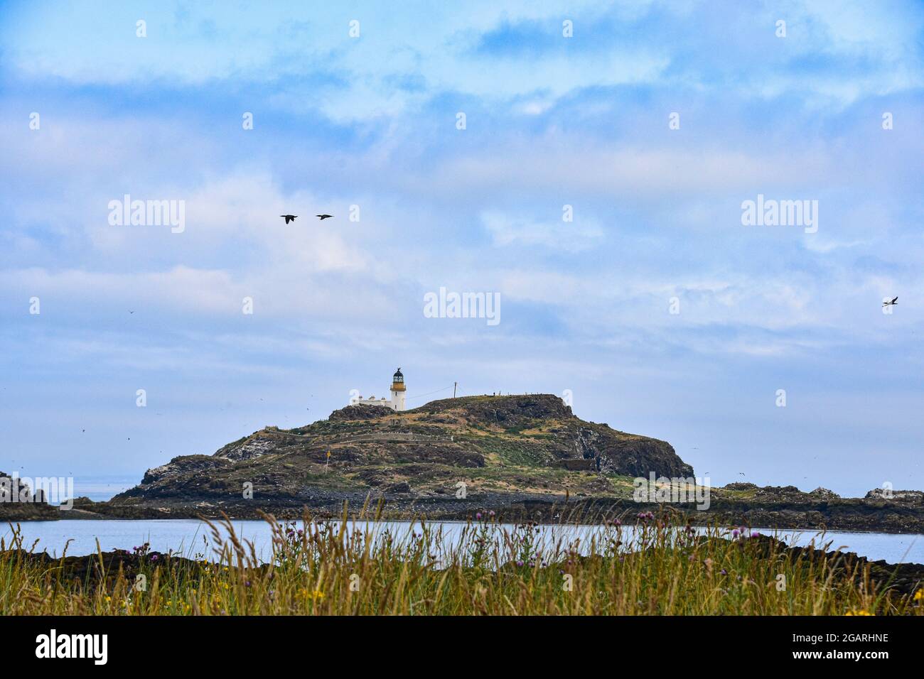 Fidra, North Berwick, East Lothian, Écosse, Royaume-Uni Banque D'Images