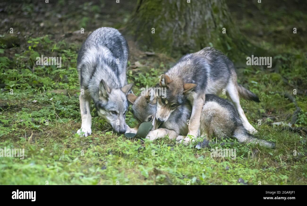 Trois jeunes loups luttent et jouent sur l'herbe verte Banque D'Images