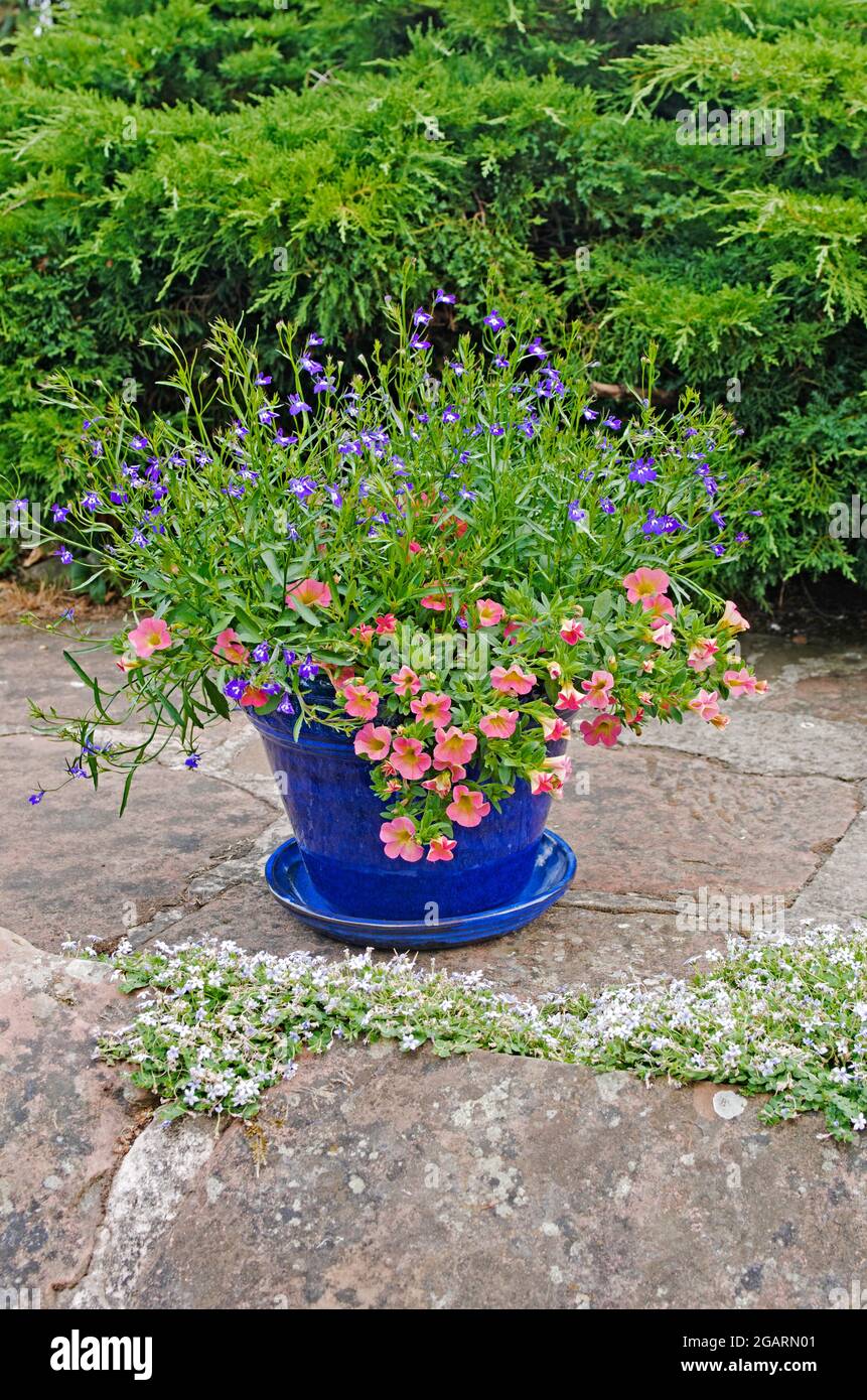 Calibrachoa Corail Lobelia rose et bleu en fleur en pot bleu glacé en terre cuite sur la terrasse en pierre dans le jardin anglais d'été, arbuste de genévrier en arrière-plan Banque D'Images