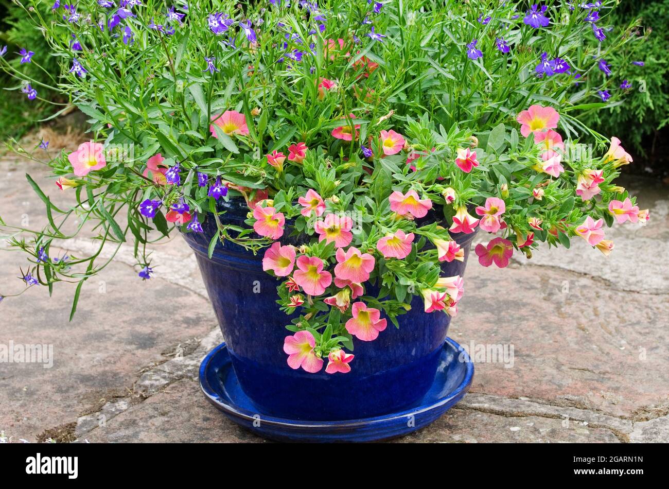 Calibrachoa Corail Lobelia rose et bleu en fleur en pot bleu glacé en terre cuite sur la terrasse en pierre dans le jardin anglais d'été, arbuste de genévrier en arrière-plan Banque D'Images