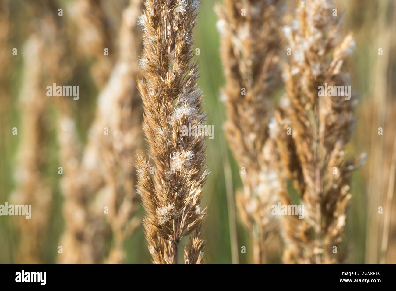 calamagrostis epigejos, fleurs en bois à petites rosées couvertes de rosée du matin Banque D'Images