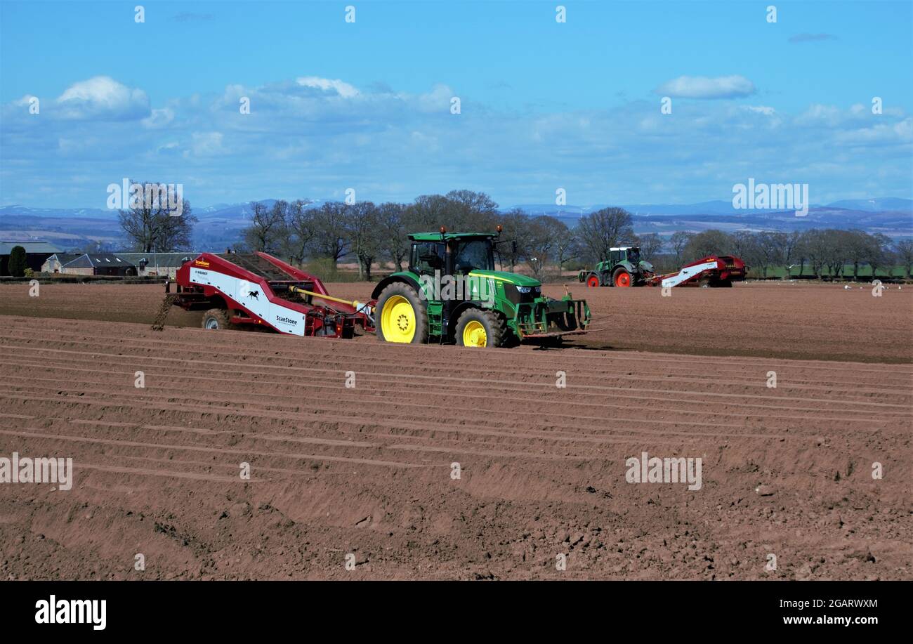 Tracteur de mise en service et plantation de pommes de terre, Perthshire, Écosse - travail sur le terrain de la pomme de terre Banque D'Images