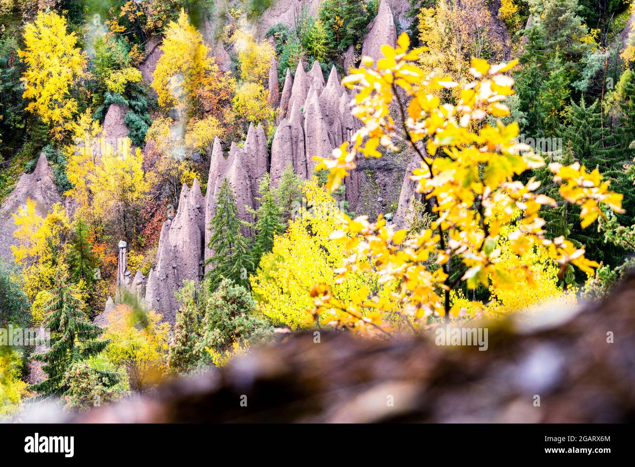 Feuilles jaunes d'arbres d'automne entourant la formation rocheuse des pyramides de la terre, Renon/Ritten, Bolzano, Tyrol du Sud, Italie Banque D'Images
