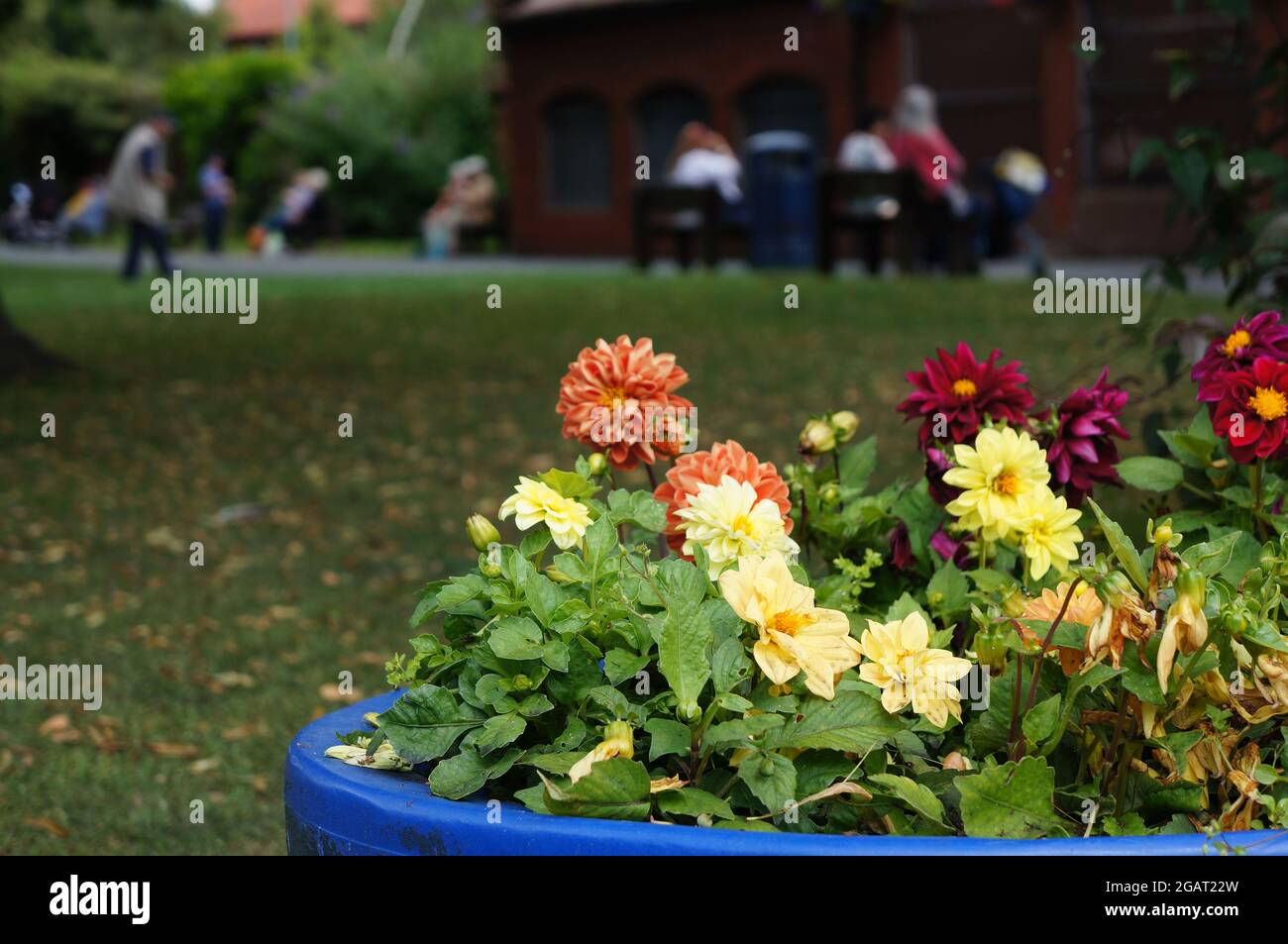 Bain de fleurs d'été coloré dans un parc public avec des gens flous dans l'arrière-plan Banque D'Images