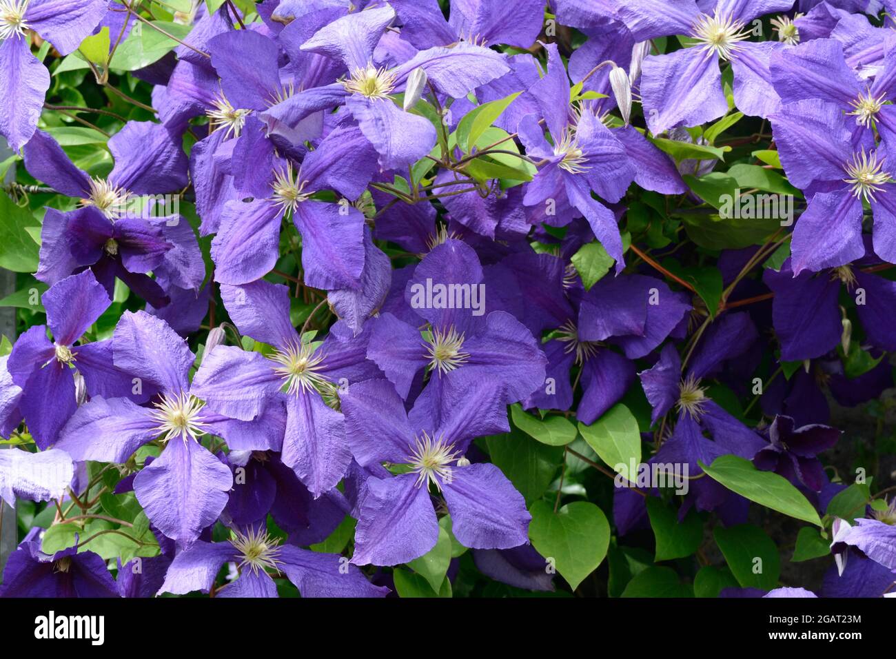Clematis jackmanii Superba fleurs de clematis violets à grande floraison Banque D'Images