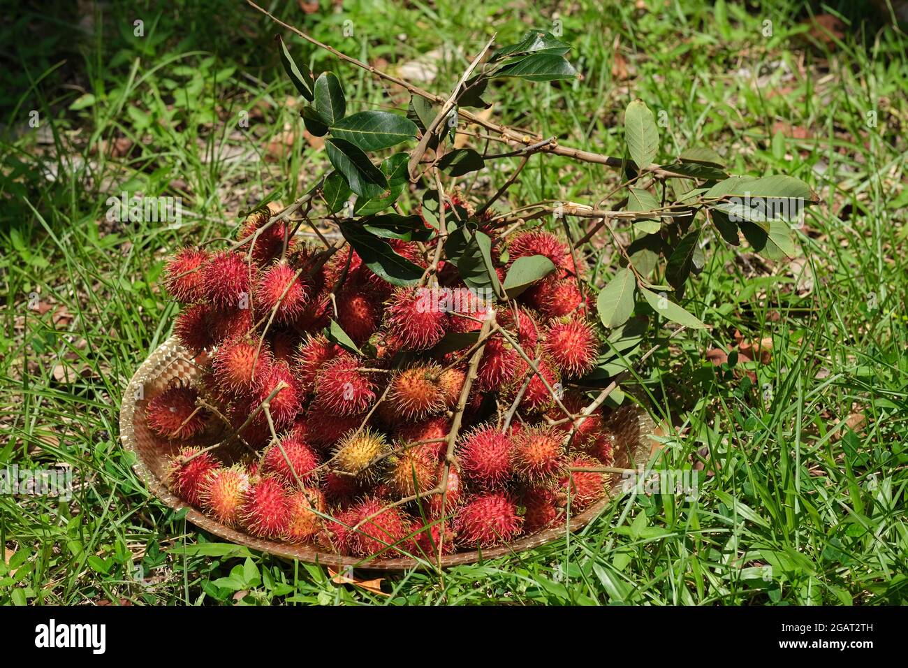Indonésie Batam - fruits Rambutan - Nephelium lapaceum Banque D'Images