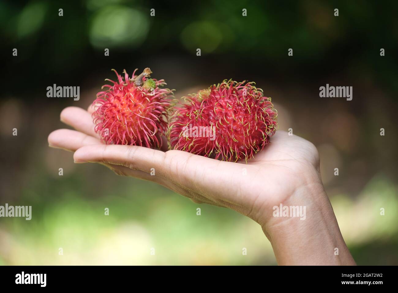 Indonésie Batam - fruits Rambutan - Nephelium lapaceum Banque D'Images