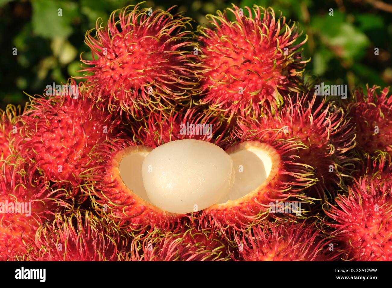 Indonésie Batam - fruits Rambutan - Nephelium lapaceum Banque D'Images