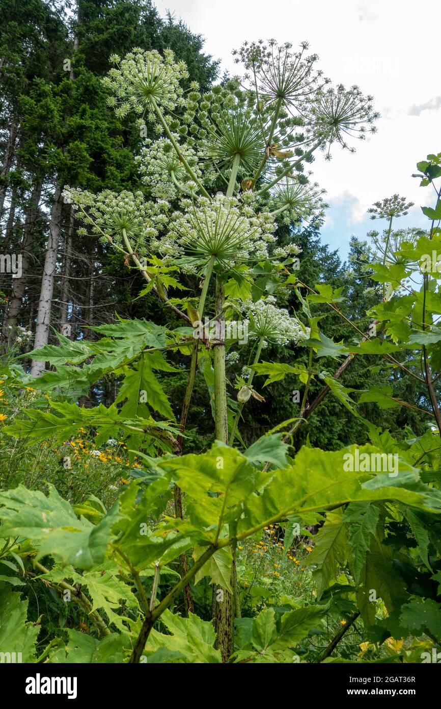 Heracleum mantegazzianum . Riesenbärenklau . Giftpflanzen . Hotweed géant . Plantes toxiques Banque D'Images