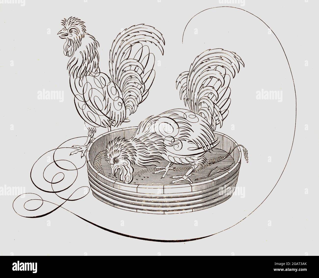 Vintage Ambrosius Perlingh animal calligraphie - donné une touche moderne - couleur inversée Banque D'Images Vintage Ambrosius Perlingh animal calligraphie - donné une touche moderne - couleur inversée Banque D'Images