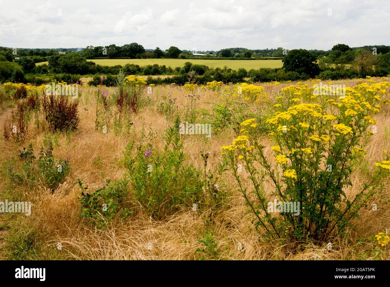 Terres agricoles, non cultivées et couvertes de mauvaises herbes, Warwickshire, Royaume-Uni Banque D'Images
