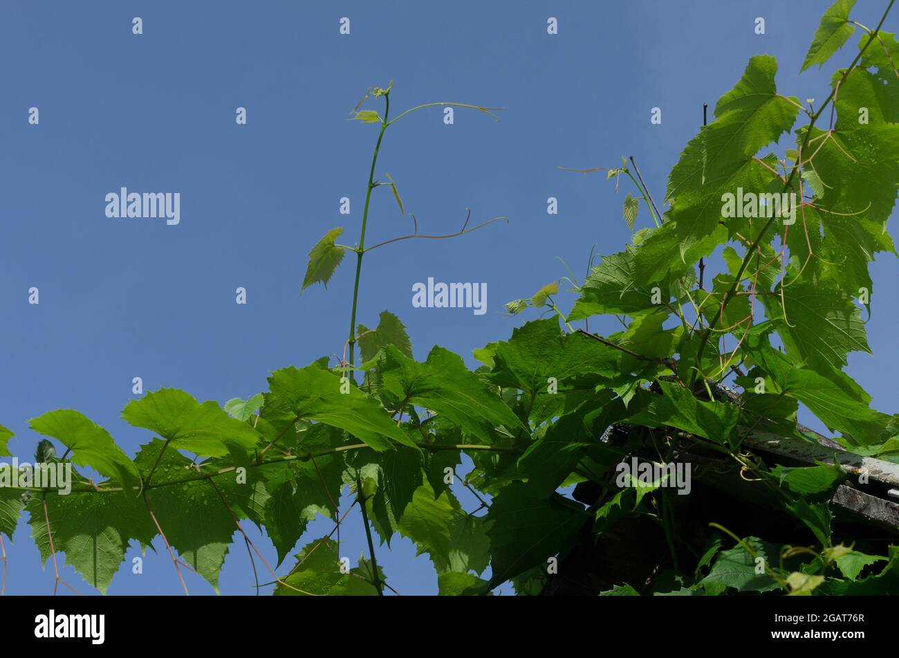 Vigne verte sans baies dans un beau temps ensoleillé sur fond bleu ciel Banque D'Images