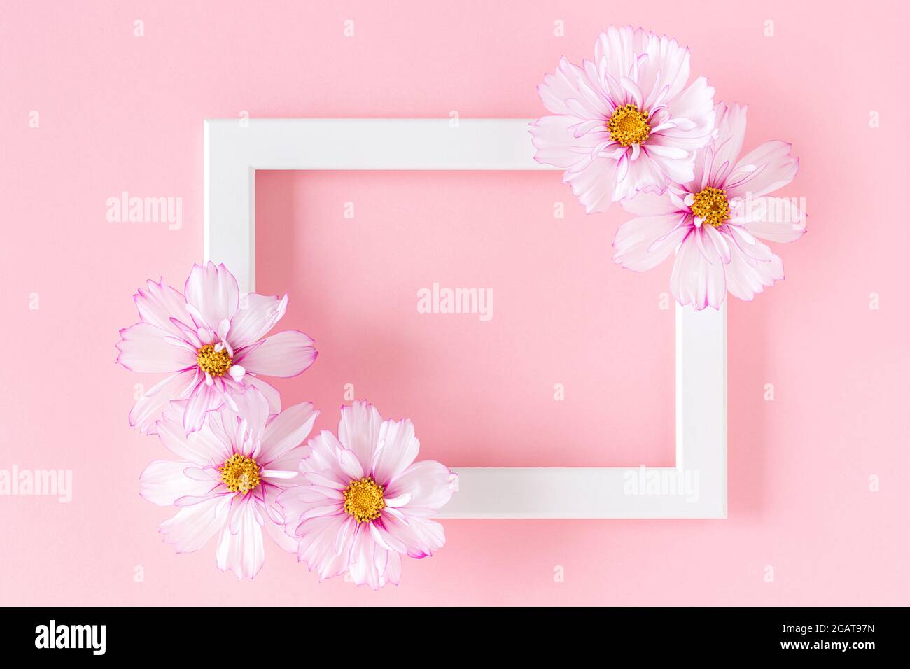 Cadre en bois blanc décoré de fleurs sur fond rose. Flat Lay vue de dessus espace de copie. Banque D'Images
