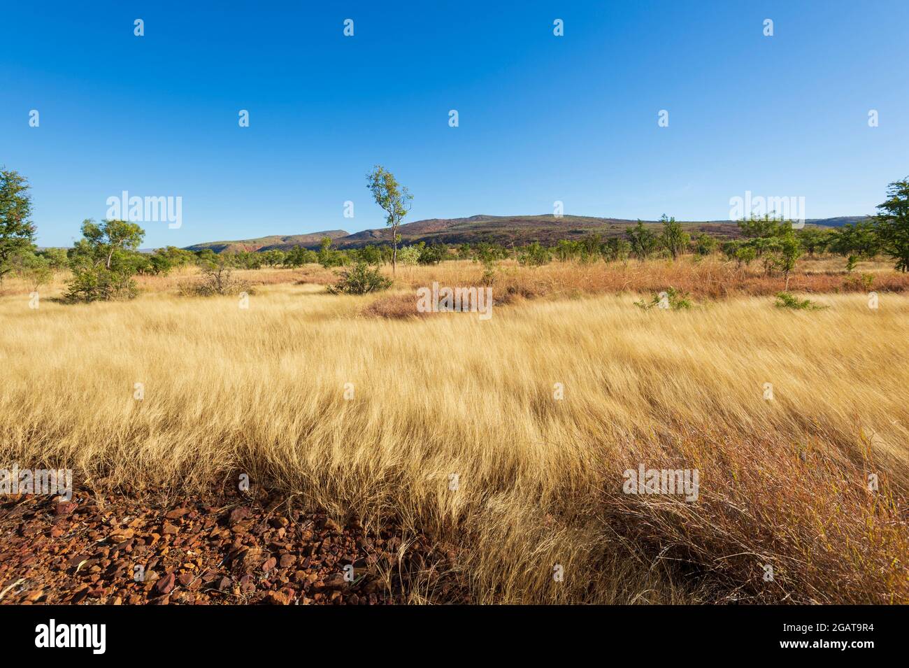 Graminées jaunes poussant dans la savane, Mornington Wilderness Camp, région de Kimberley, Australie occidentale, WA, Australie Banque D'Images