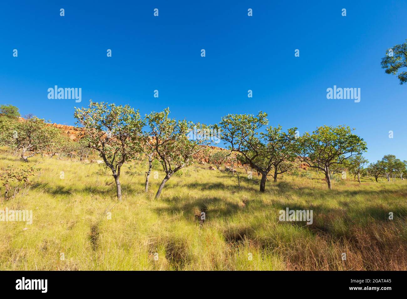 Vue panoramique sur la Savannah au Mornington Wilderness Camp, région de Kimberley, Australie occidentale, Australie occidentale, Australie Banque D'Images