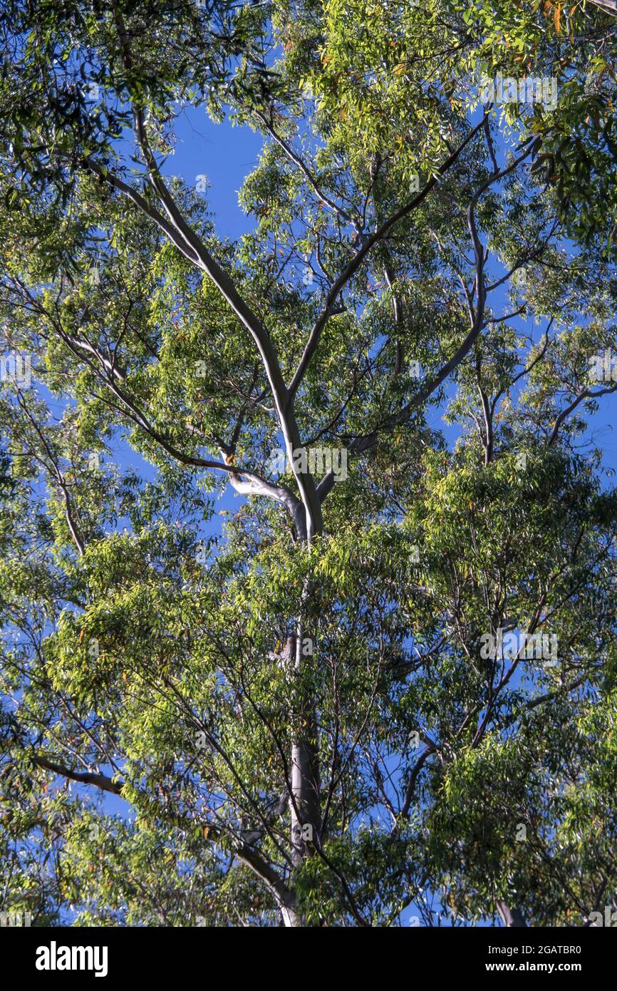 Eucalyptus grandis matures (gomme inondée, gomme rose), dans la forêt tropicale sur Tamborine Mountain, Australie. Feuilles vertes sur ciel bleu d'été. Banque D'Images