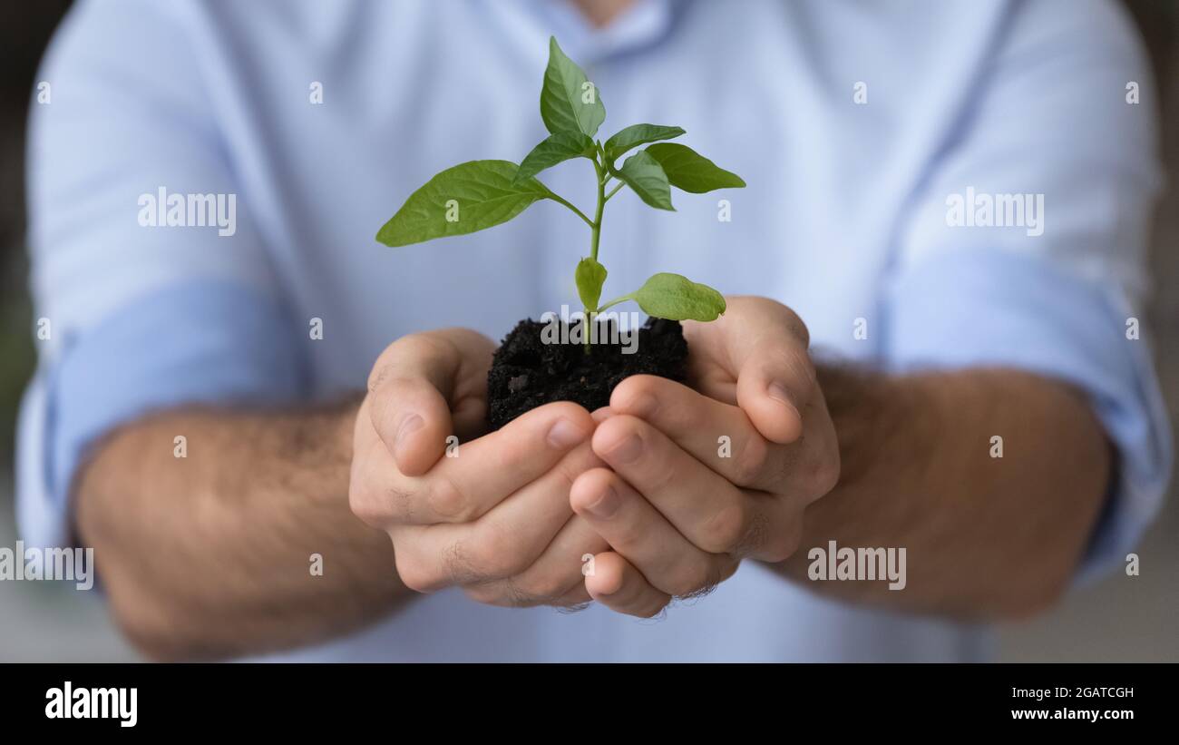 Petite plante verte de semis germe dans les mains de jeunes hommes attentionnés Banque D'Images