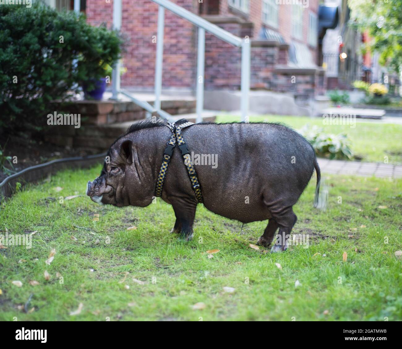 Pot-Belly Pig dans la cour avant Banque D'Images