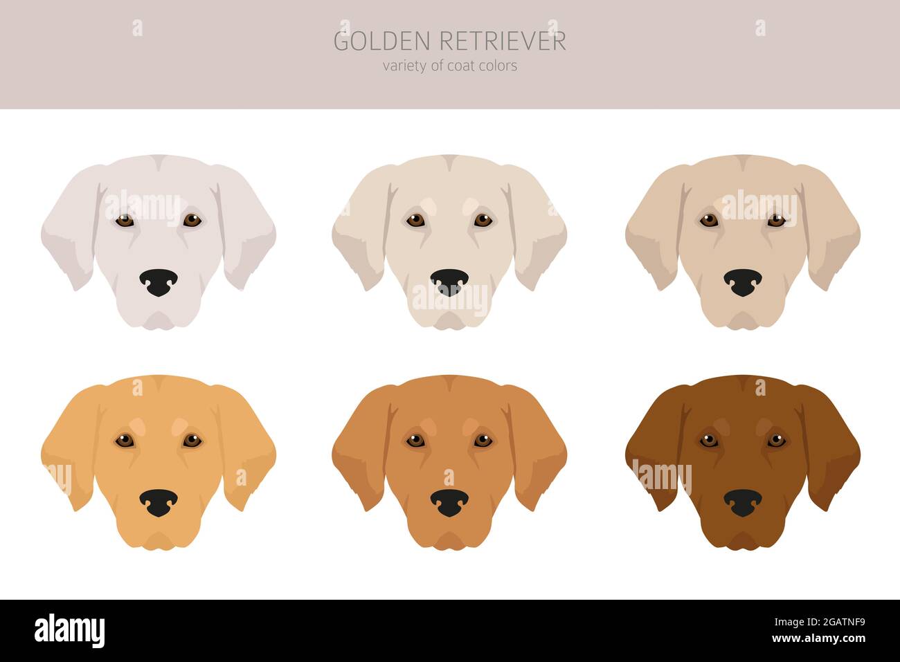Golden Retriever chiens dans différentes poses et couleurs de pelage clipart. Illustration vectorielle Illustration de Vecteur