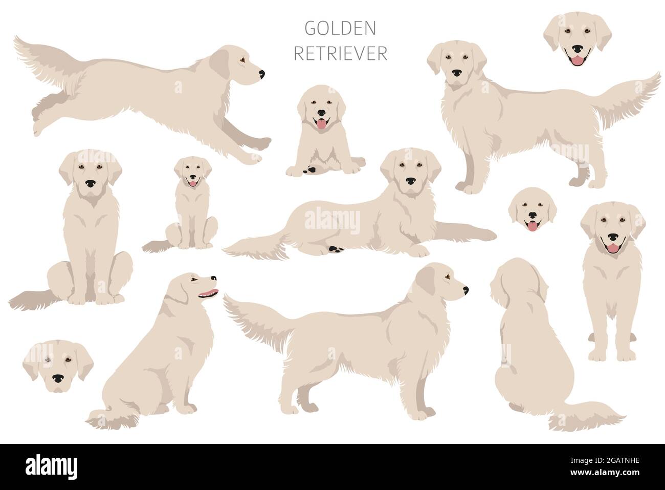Golden Retriever chiens dans différentes poses et couleurs de pelage clipart. Illustration vectorielle Illustration de Vecteur