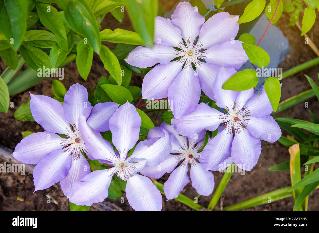 Belle fleur de clématis violettes dans le jardin d'été. Mise au point sélective. Banque D'Images