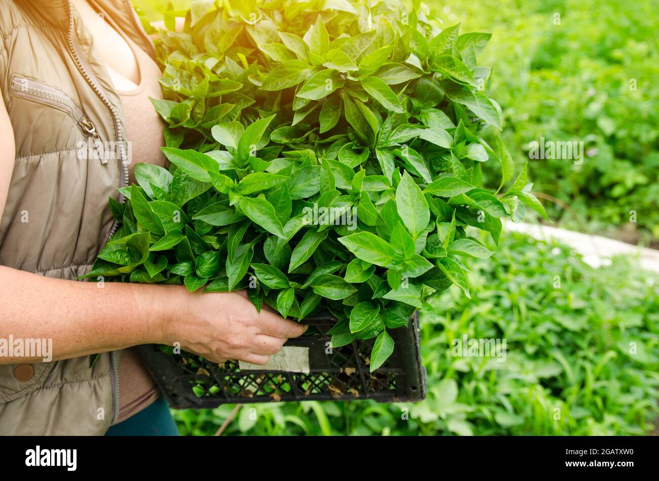 Le fermier tient dans ses mains une boîte avec des semis de poivre frais. Plantation de légumes dans le champ. Agriculture et agriculture. Comptabilité. Sélectif Banque D'Images