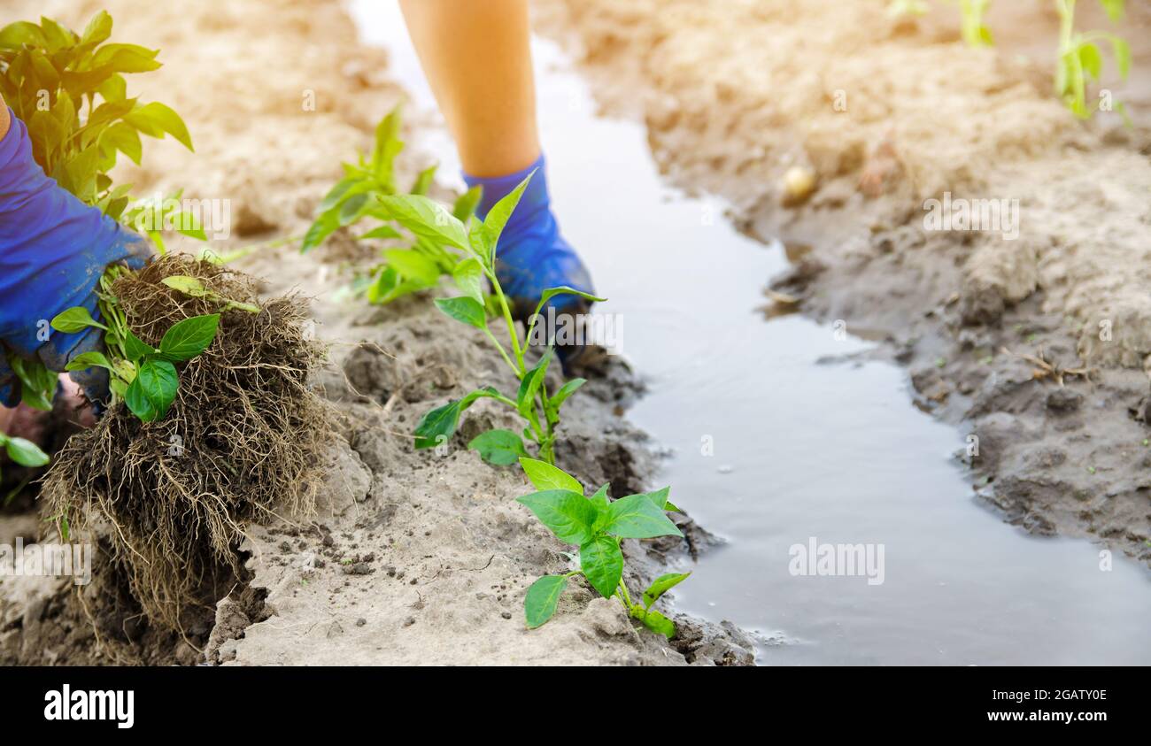 Un agriculteur plante des semis de poivre frais dans un champ. Culture de légumes biologiques. Agriculture et agriculture. Comptabilité. Mise au point sélective sur le f Banque D'Images