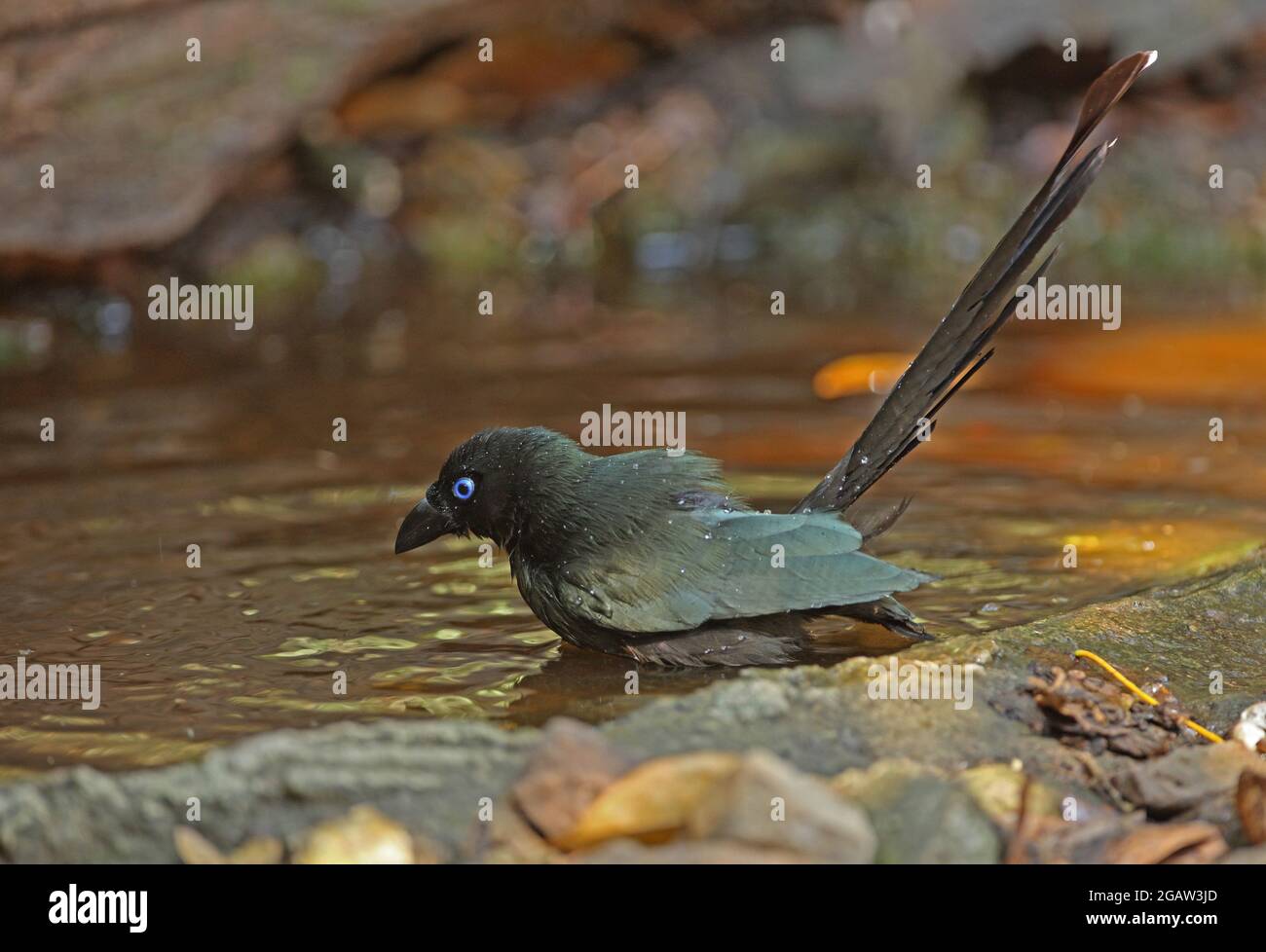 Treepie à queue de raquette (Crypsirina temia) baignade pour adultes Kaeng Krachan, Thaïlande Février Banque D'Images