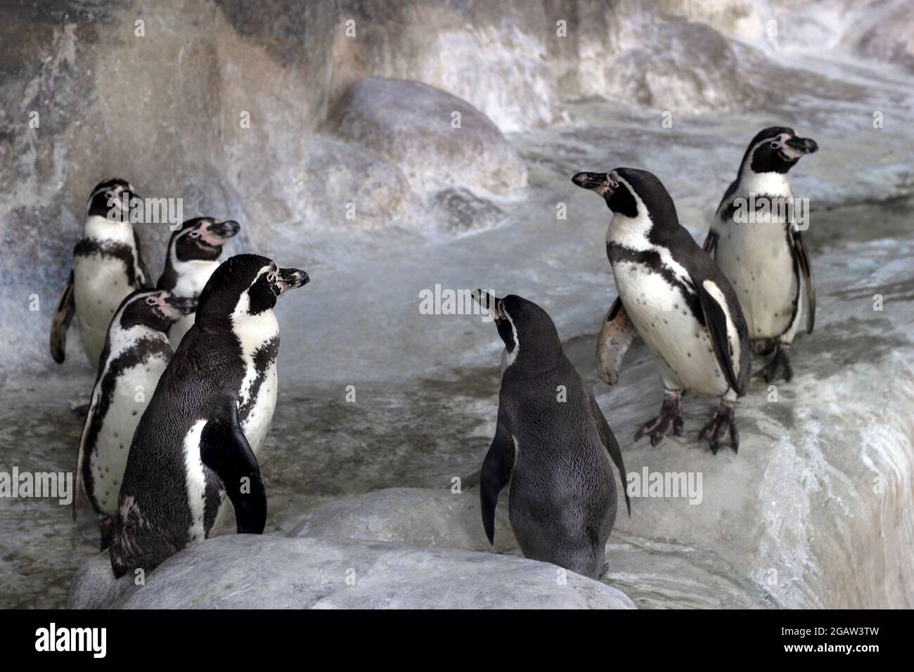 Groupe de pingouins Galapagos se trouvent dans l'enceinte du zoo Banque D'Images