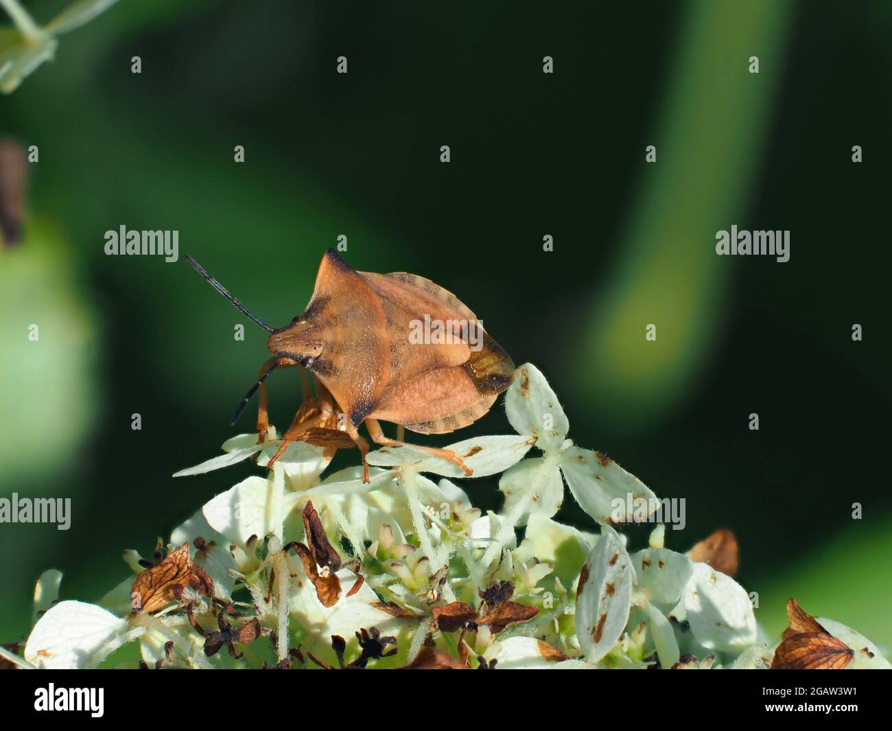 Carpocoris purpureipennis est assis sur horrangea arborescens Annabelle. Macro-image gros plan. Banque D'Images