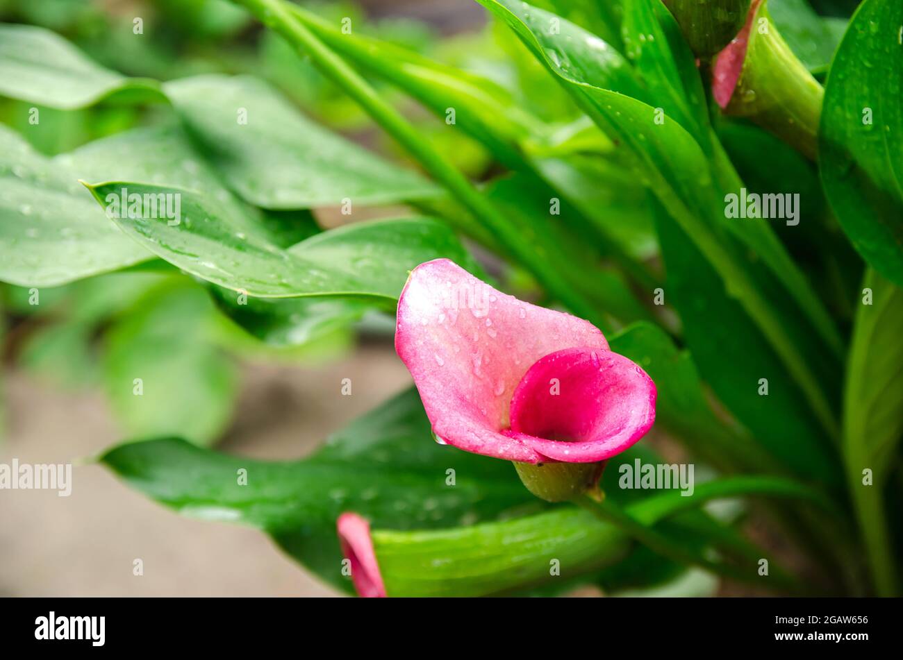 Une belle brousse de Calla Lily rose qui grandit dans le jardin après la pluie. Papier peint naturel. Magnifique arrière-plan. Mise au point sélective Banque D'Images