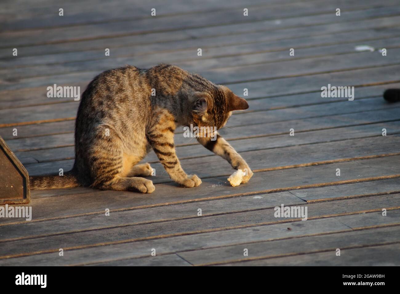 Spielende Katze Banque D'Images