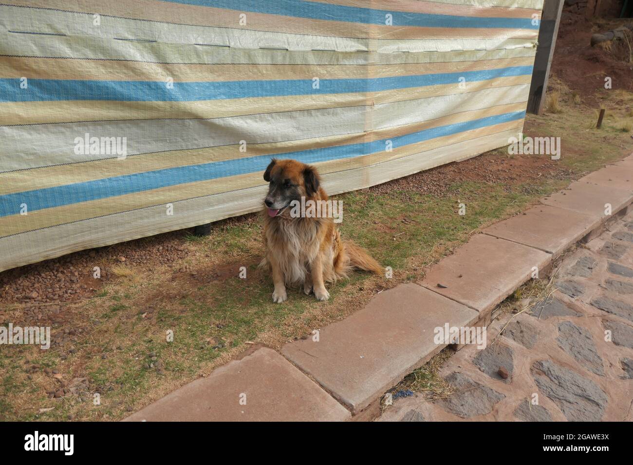 Chien à Puno près des rives du lac Titicaca pré Inca village Pérou assis à l'extérieur brun animal sympathique belle herbe pavement erent solitaire négligé pauvre triste Banque D'Images