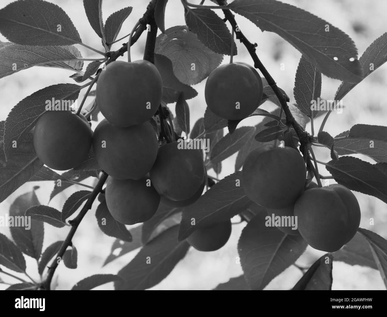 Fruits de prune de cerise non mûrs. Branche avec baies. Noir et blanc. Banque D'Images