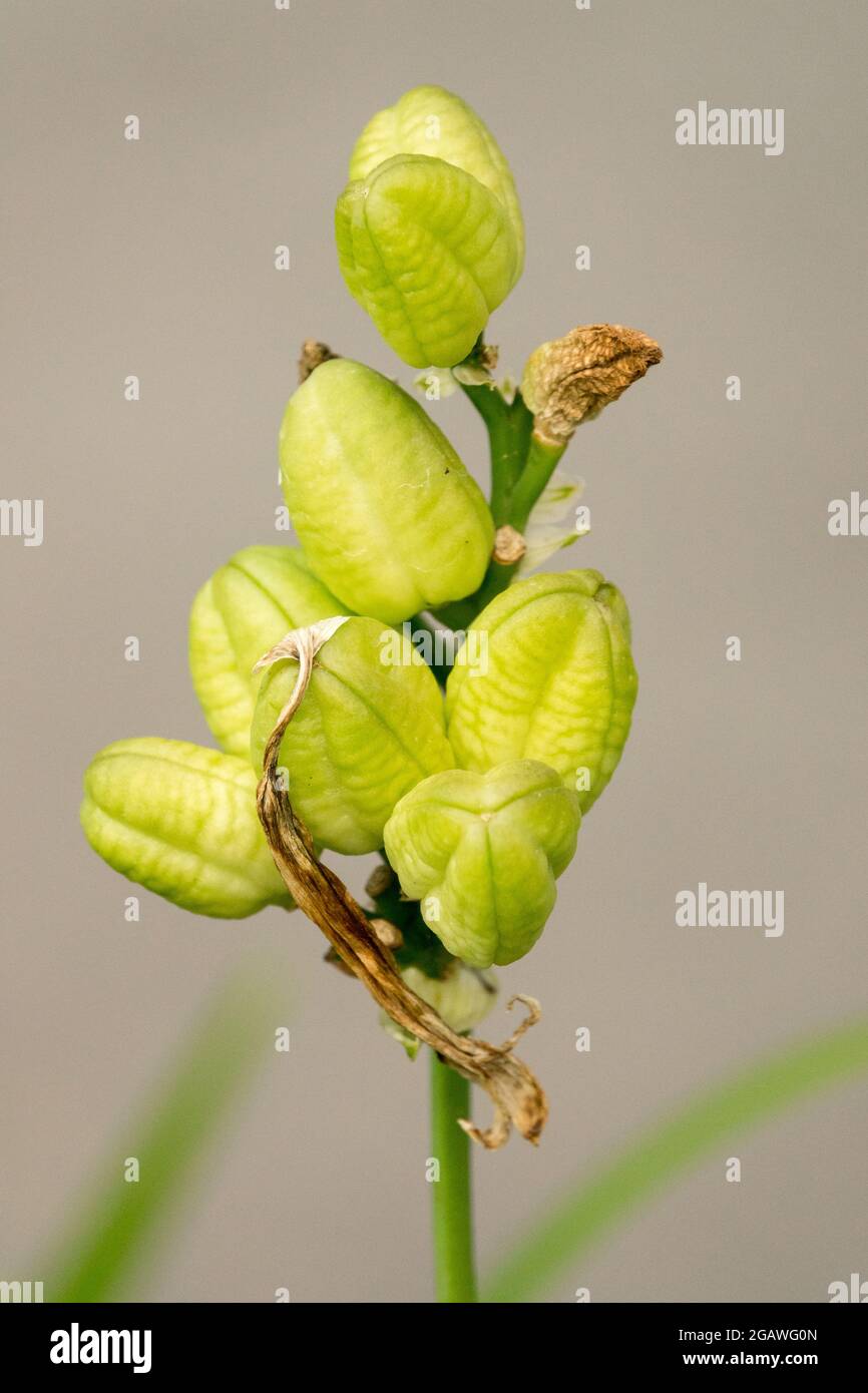 Tête de semence de gousses de daylis, gousses sur tige Hemerocallis têtes de semence mûres non mûres, tige Banque D'Images