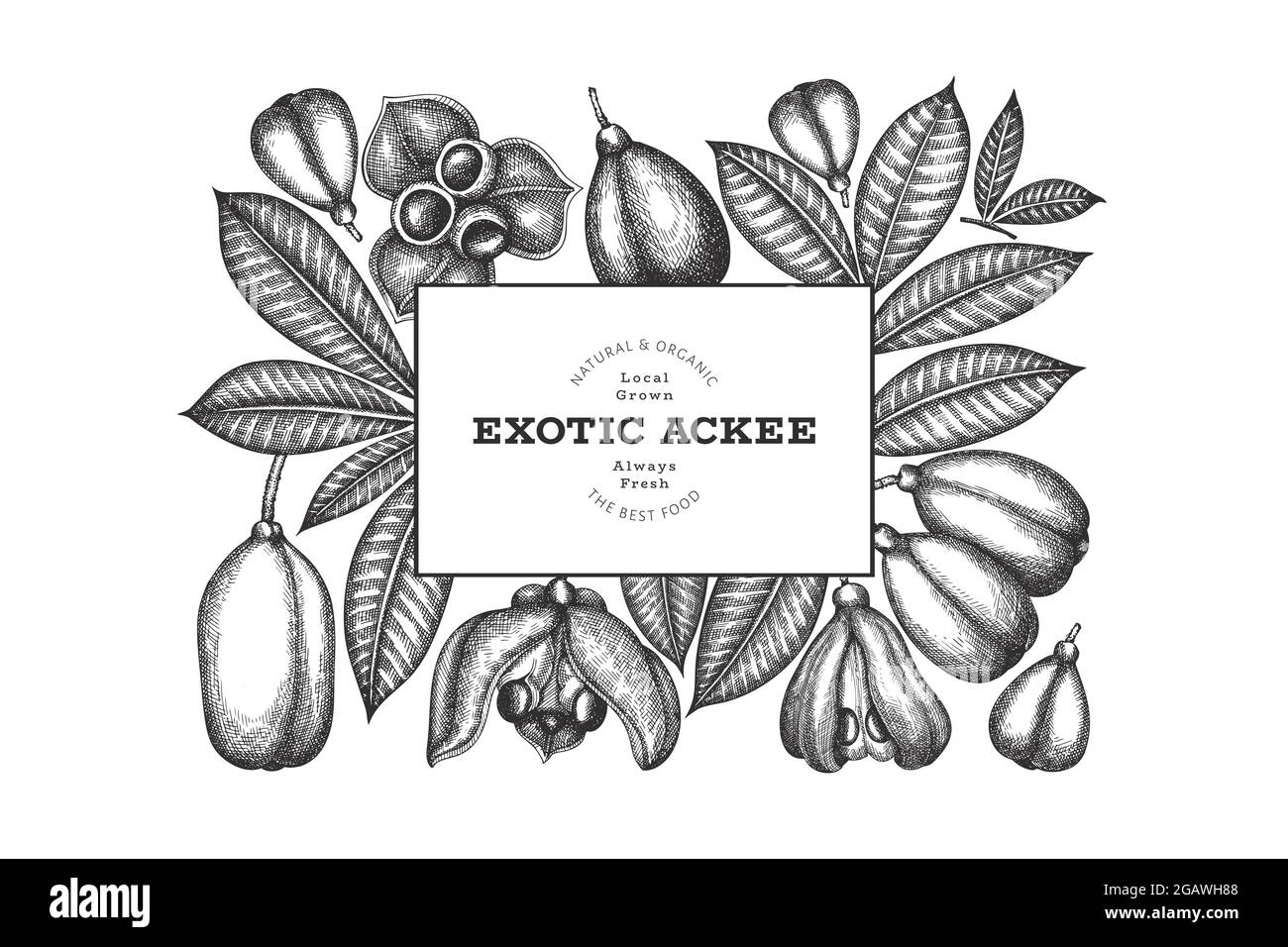 Bannière ackee de style esquisse dessinée à la main. Illustration vectorielle d'aliments frais biologiques. Modèle rétro de fruits exotiques. Fond botanique de style gravé. Illustration de Vecteur