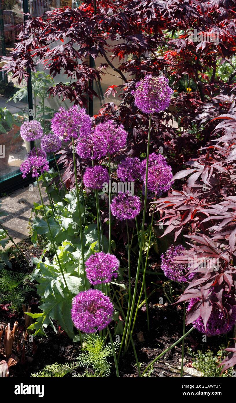 L'allium PURPLE SENSATION Banque D'Images