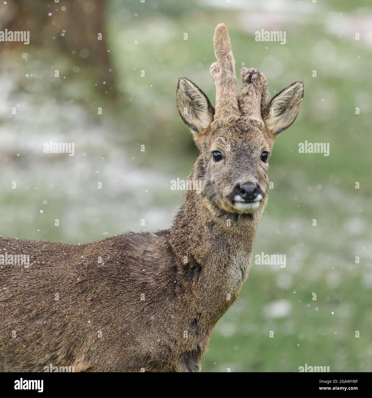 Roe Deer buck avec bois cassé en velours pris dans la neige dans Berkshire, Angleterre Banque D'Images