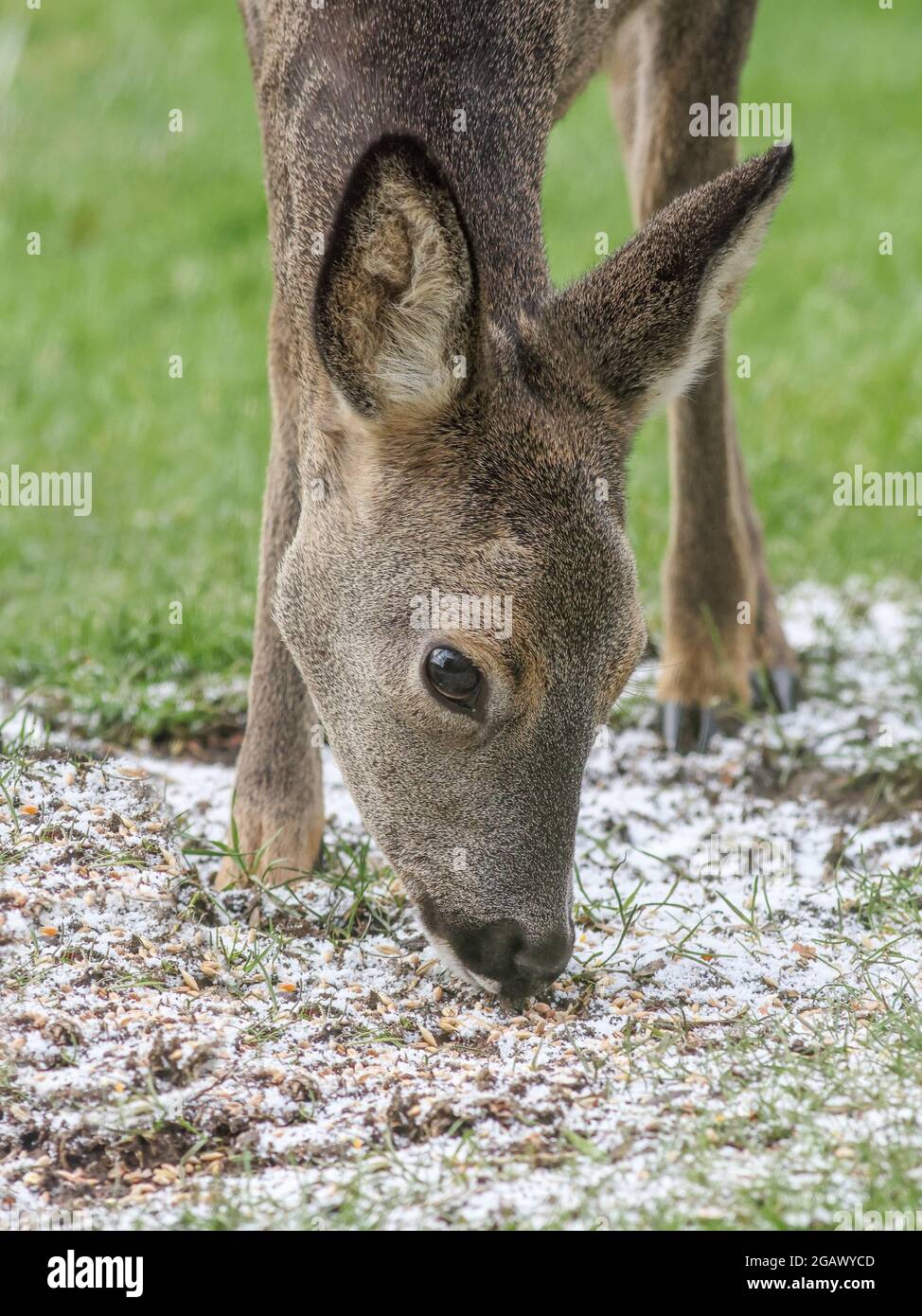 ROE Deer Doe gros plan pris dans Berkshire, Angleterre Banque D'Images
