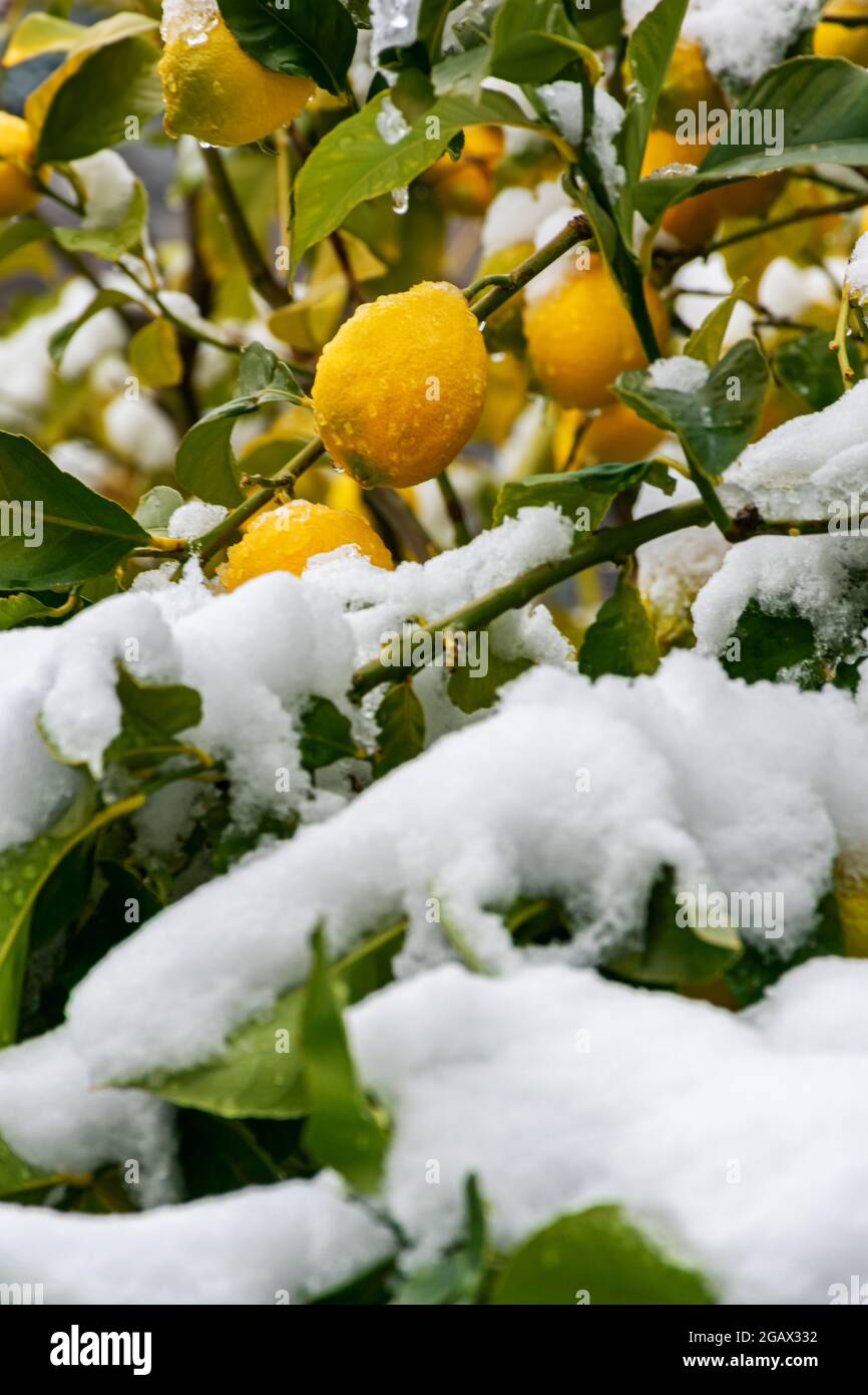 Les citrons mouillés avec des gouttes d'eau sur l'arbre, et avec les branches couvertes de neige. Banque D'Images