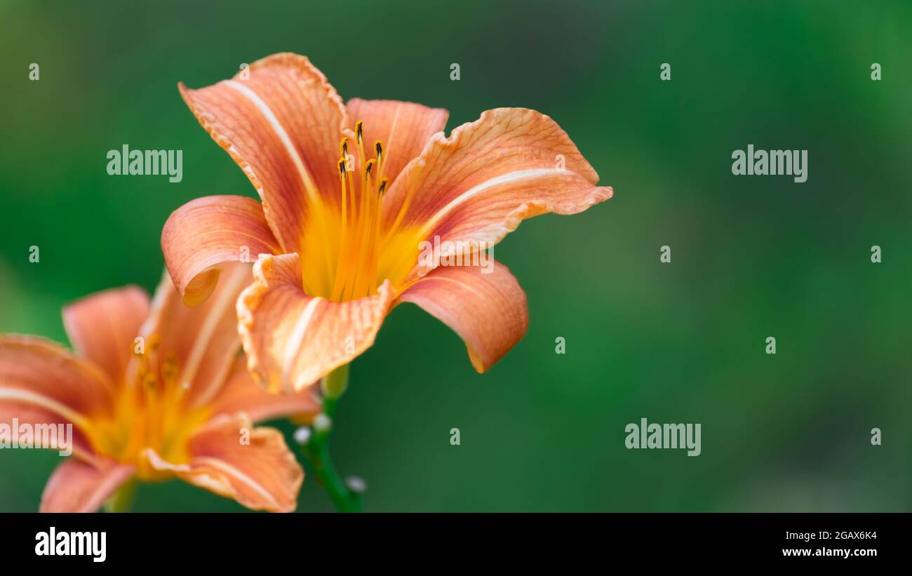 Hemerocallis fulva, Orange Daylyly, Tawny Daylyly, Tiger Daylyly, Mitch Daylyly. Une paire de lilas de jardin sur fond vert flou Banque D'Images