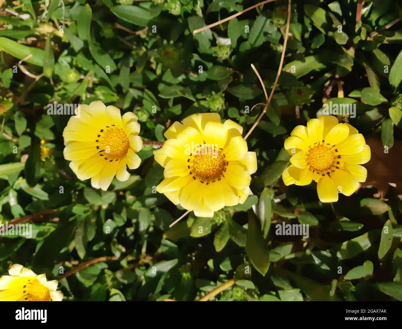 Fleurs jaunes fleurissent dans le jardin, fond de fleurs multicolores. Banque D'Images